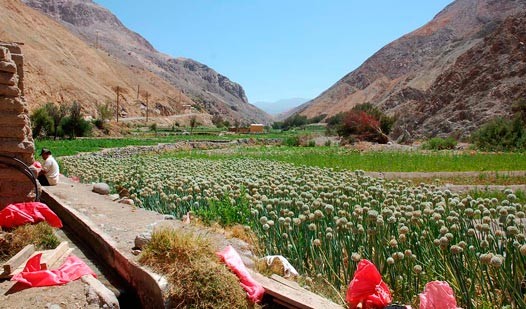 Consultorio Jurídico de Pozo Almonte  en Radio Agricultura de Camiña